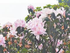 -梧桐山风景名胜区