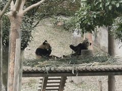 -中国大熊猫保护研究中心雅安碧峰峡基地