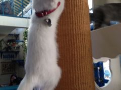 -Sirena海妖日咖夜酒