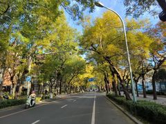 -三里屯东五街银杏大道