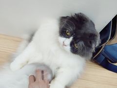 -李小姐の猫咖啡馆(五角场店)