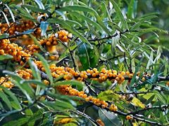 -叠溪松坪沟景区