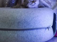 -动物缘宠物医院·骨科·猫科(西二环店)