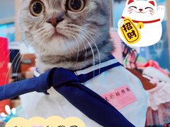 -70cat德文卷毛猫·缅因猫纯种猫舍