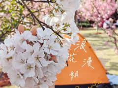 -顾村公园