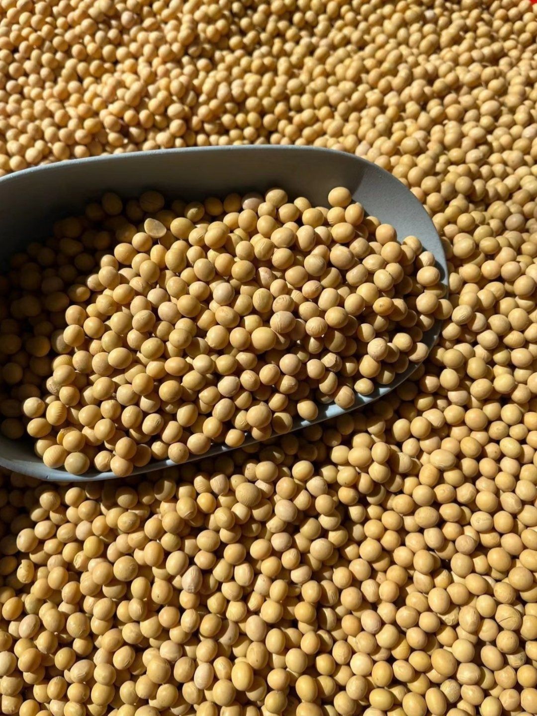 多吃黄豆好处多多