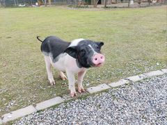 -前小桔亲子创意农场·草莓采摘·露营烧烤