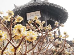 -何园