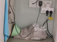 -美美宠物诊疗中心·异宠·骨科(滨江东信分院)