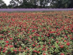 -莲花山花海