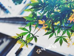 -糖房咖啡(南锣鼓巷店)
