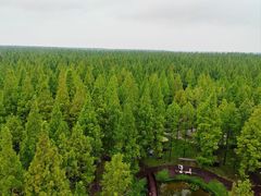 -黄海国家森林公园