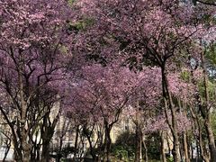 -重庆市江北嘴中央商务区中央公园