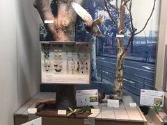 -大阪市立自然史博物馆