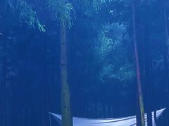 -重庆睡佛山森林公园
