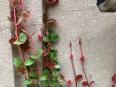 -南京奥林匹克体育中心-体育馆