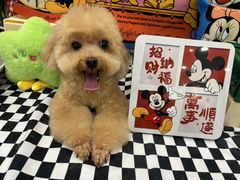 -Pets First伊珊娜洗护·精致美容·家庭式寄养(新会路店)