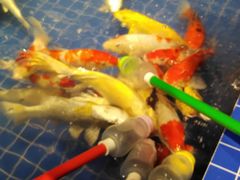 -昆明大悦城未来动物城(螺蛳湾中心店)