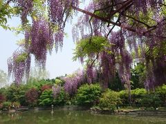 -嘉定紫藤园