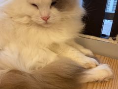 -有喵·猫咖·狗咖·30几只猫10只小狗(岗厦店)