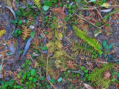 -白水寺森林公园