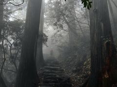 -天目山大树王景区