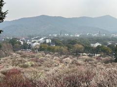 -香雪海
