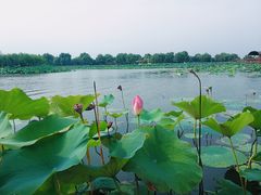 -白洋淀景区