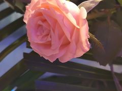 -同庆楼(金宝汇店)