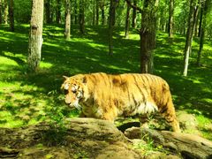 -北京野生动物园
