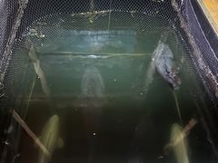-蓝湾碧波·老字号·疍家非遗海上餐厅