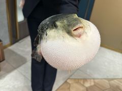 -鲐赏河豚(长寿店)