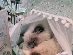 -喵喵咪呀布偶猫咖(春熙路店)