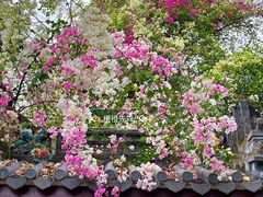 -深圳国际园林花卉博览园