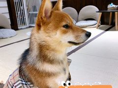 -逗柴咖啡屋·狗咖猫咖宠物桌游