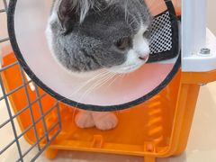 -瑞派康怡24h宠物医院·犬猫医疗中心·微创绝育(瑞景分院)