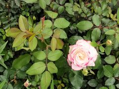 -人民公园(罗湖区)