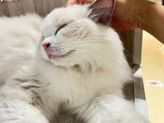 -藏猫猫咖啡主题馆(中央大道店)