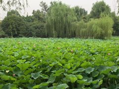 -桂湖森林公园