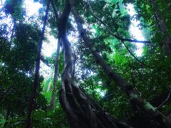 -西双版纳原始森林公园