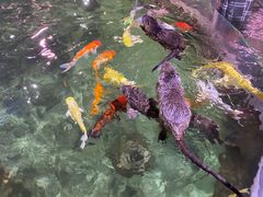 -正佳雨林生态植物园