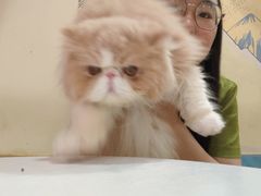 -滚猫咖啡·猫咖·猫友好撸猫(未来城店)