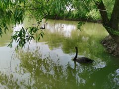-长兴太湖图影湿地文化园