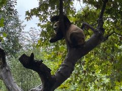 -都江堰中华大熊猫苑