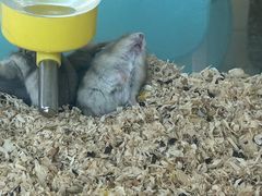 -怪兽屋·羊驼·猫咖·狗咖(俊华广场店)