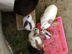 -洪湖家庭农场·团建·露营·会议