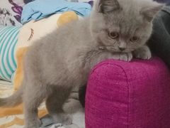 -猫大福·Fortune Cat猫舍(百子湾店)