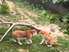-西霞口神雕山野生动物世界
