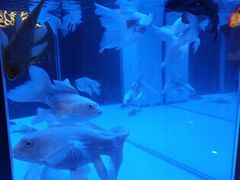 -黄鱼炙夜(华家池店)