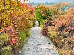 -北京西山国家森林公园